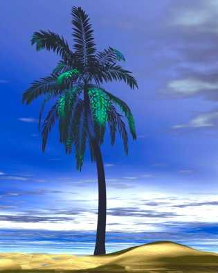 Palmier seul.jpg (12666 octets)