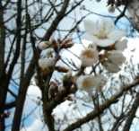 amandier.jpg (5947 octets)