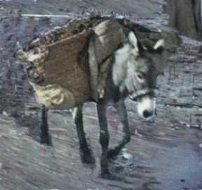 ane.JPG (10103 octets)