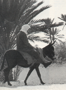 ane et cavalier.JPG (74727 octets)