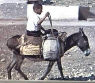 ane tonnelet.JPG (13201 octets)