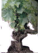 cep de vigne.gif (18077 octets)