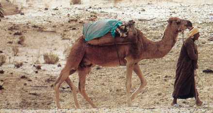 chameau.jpg (18724 octets)