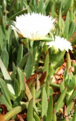 doigts de sorci�re.JPG (14098 octets)