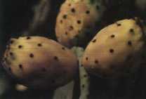 figues de barbarie.jpg (3208 octets)