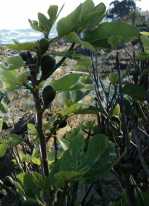 figuier.jpg (6468 octets)