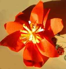 fleur de noel2.JPG (5817 octets)