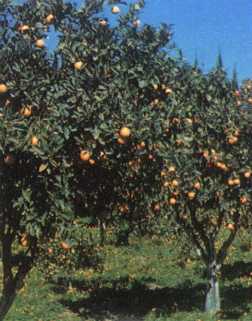 orangers.JPG (15658 octets)