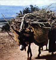 petit �ne.jpg (8264 octets)