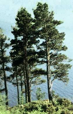 pins maritimes.jpg (20990 octets)