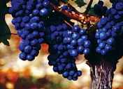 raisin.JPG (5076 octets)