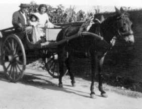 La mule et la charette de Tonton Fran�ois.jpg (8181 octets)