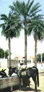 ane et palmier.jpg (10896 octets)