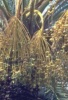 dattes.jpg (23952 octets)