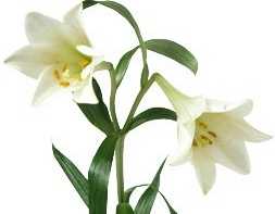 lys fleur.jpg (5678 octets)