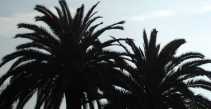palmiers.jpg (4286 octets)