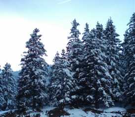 sapins.jpg (12480 octets)